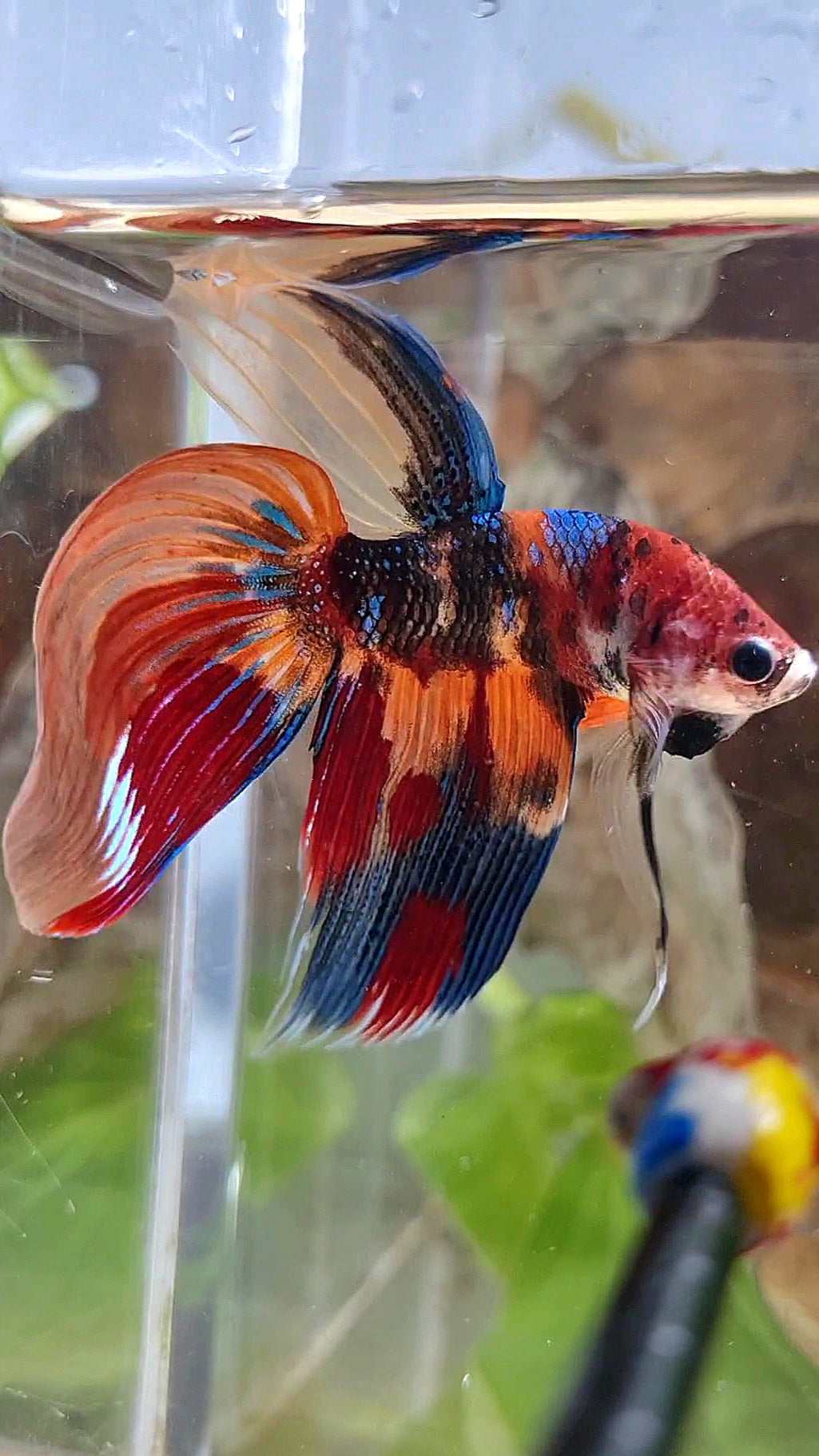 VEILTAIL SUPER MULTICOLOR METALLIC BETTA FISH