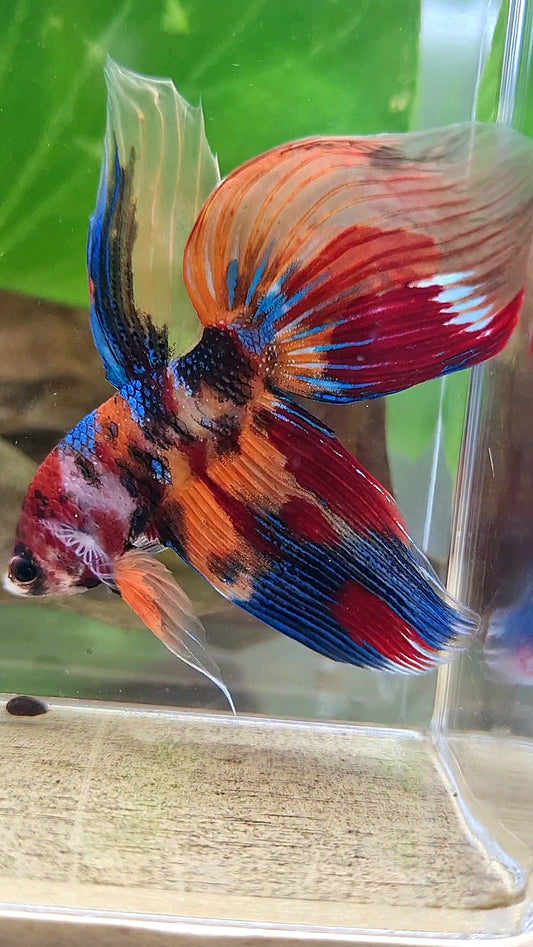 VEILTAIL SUPER MULTICOLOR METALLIC BETTA FISH