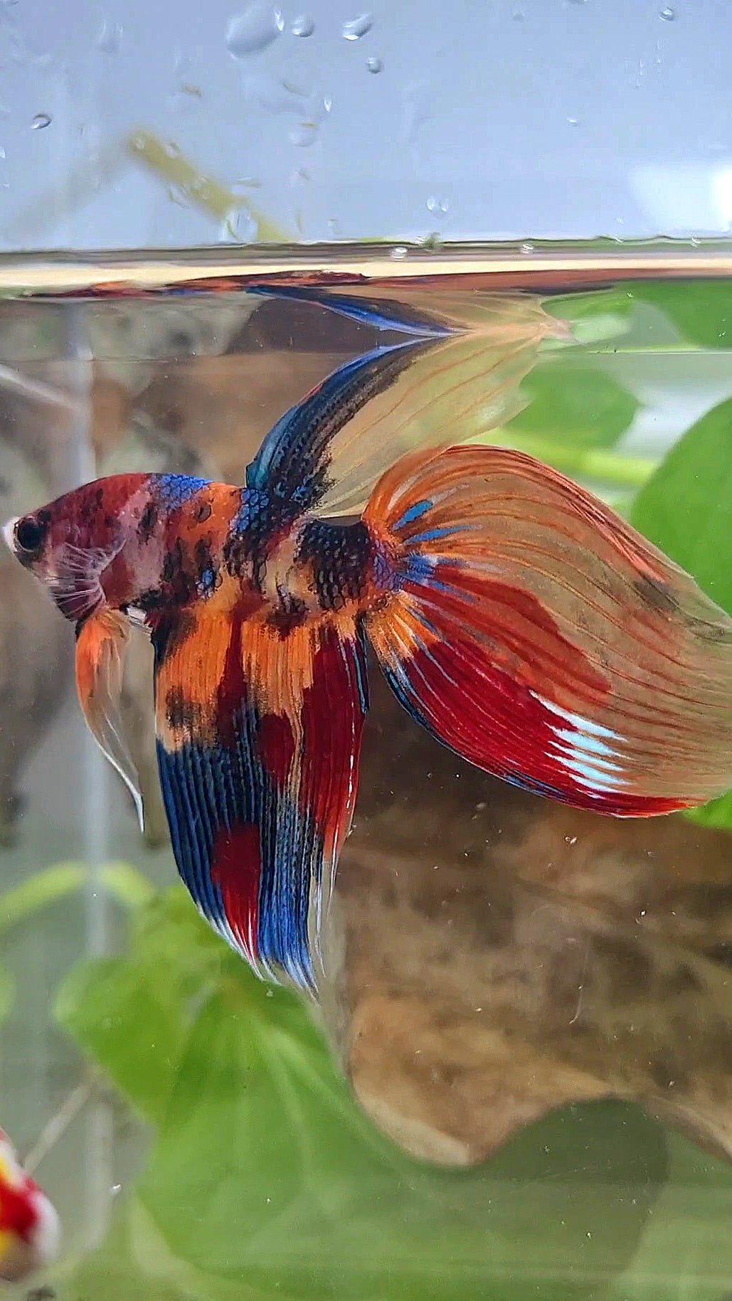 VEILTAIL SUPER MULTICOLOR METALLIC BETTA FISH