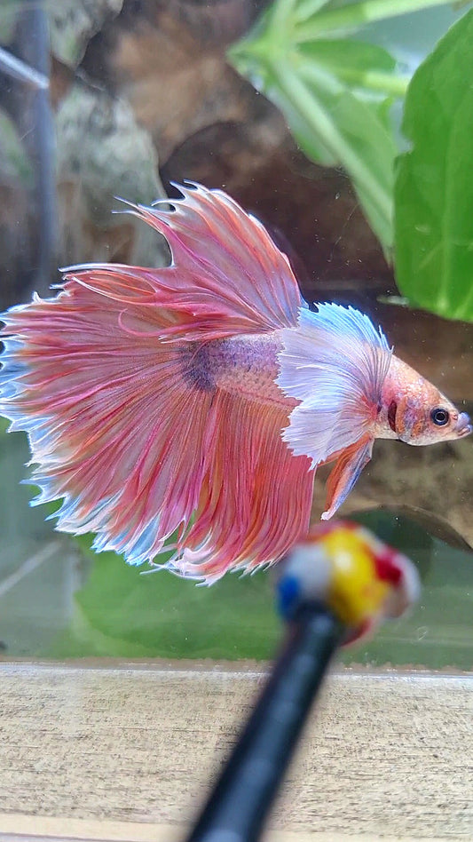 HALFMOON SUPER DUMBO EAR ORANGE BETTA FISH