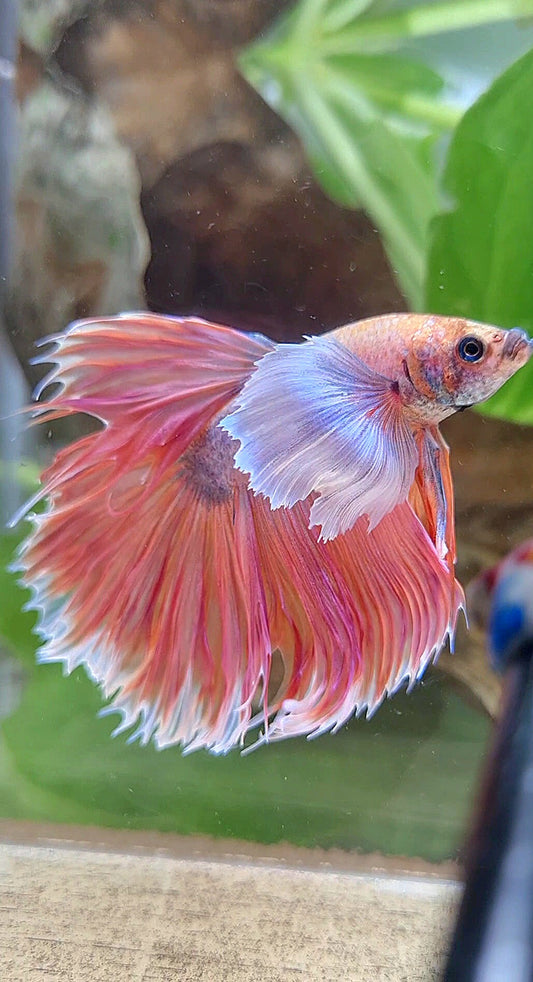 HALFMOON SUPER DUMBO EAR ORANGE BETTA FISH