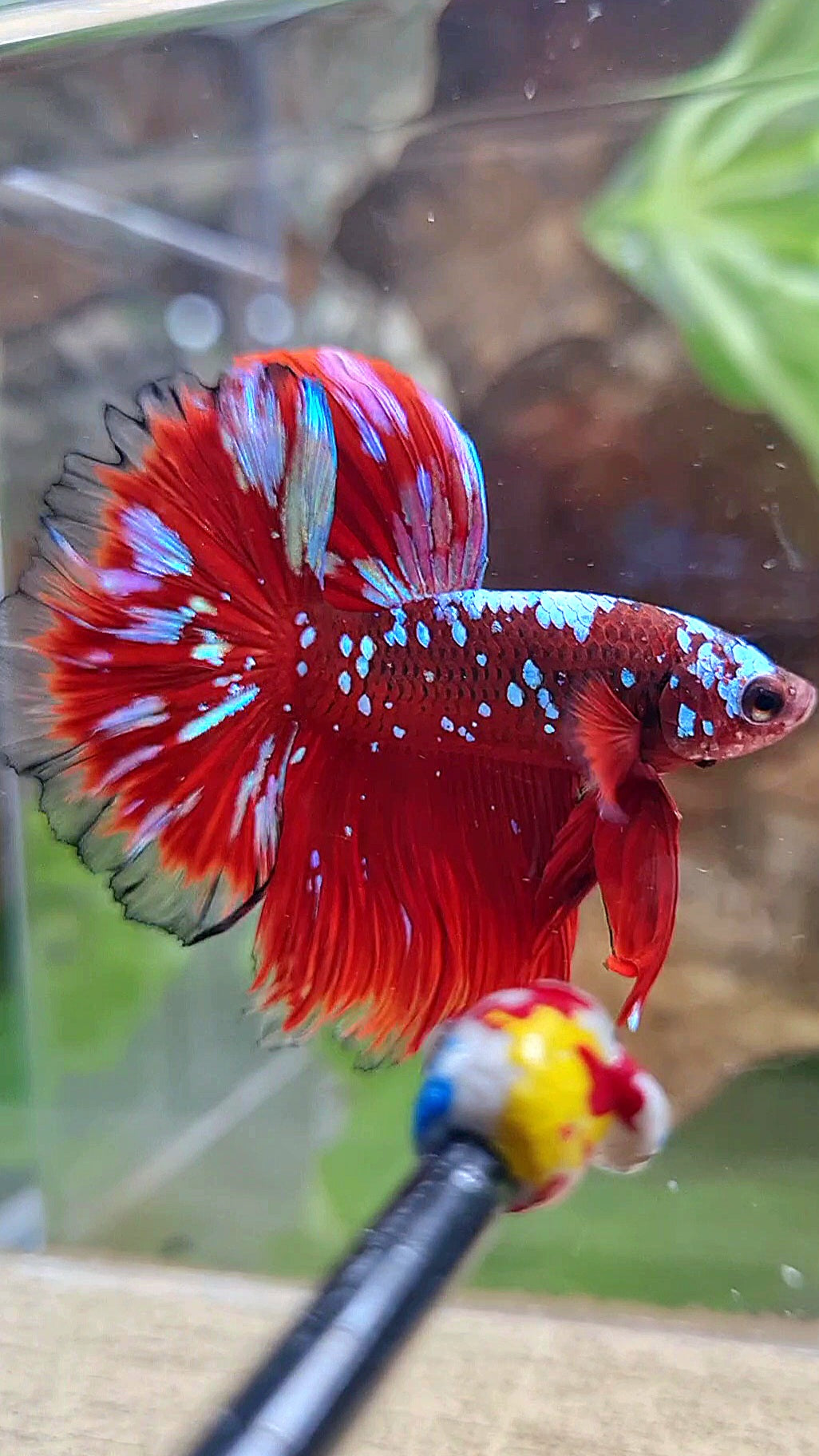 LUXURY HALFMOON ROSETAIL RED PURPLE SUPER GALAXY RPG BETTA FISH