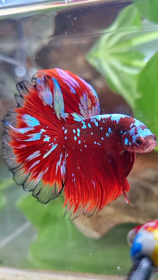 LUXURY HALFMOON ROSETAIL RED PURPLE SUPER GALAXY RPG BETTA FISH
