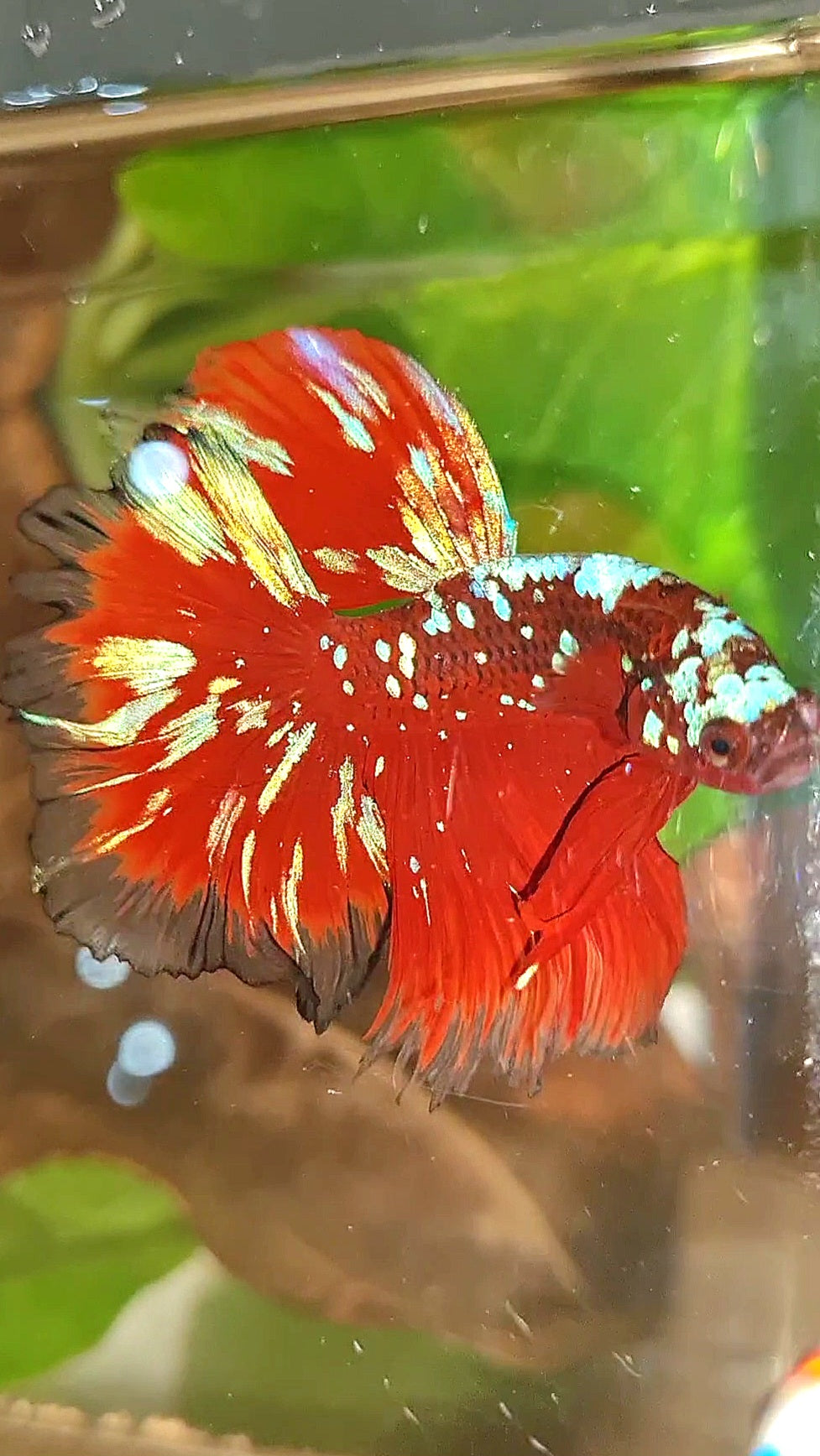 LUXURY HALFMOON ROSETAIL RED PURPLE SUPER GALAXY RPG BETTA FISH
