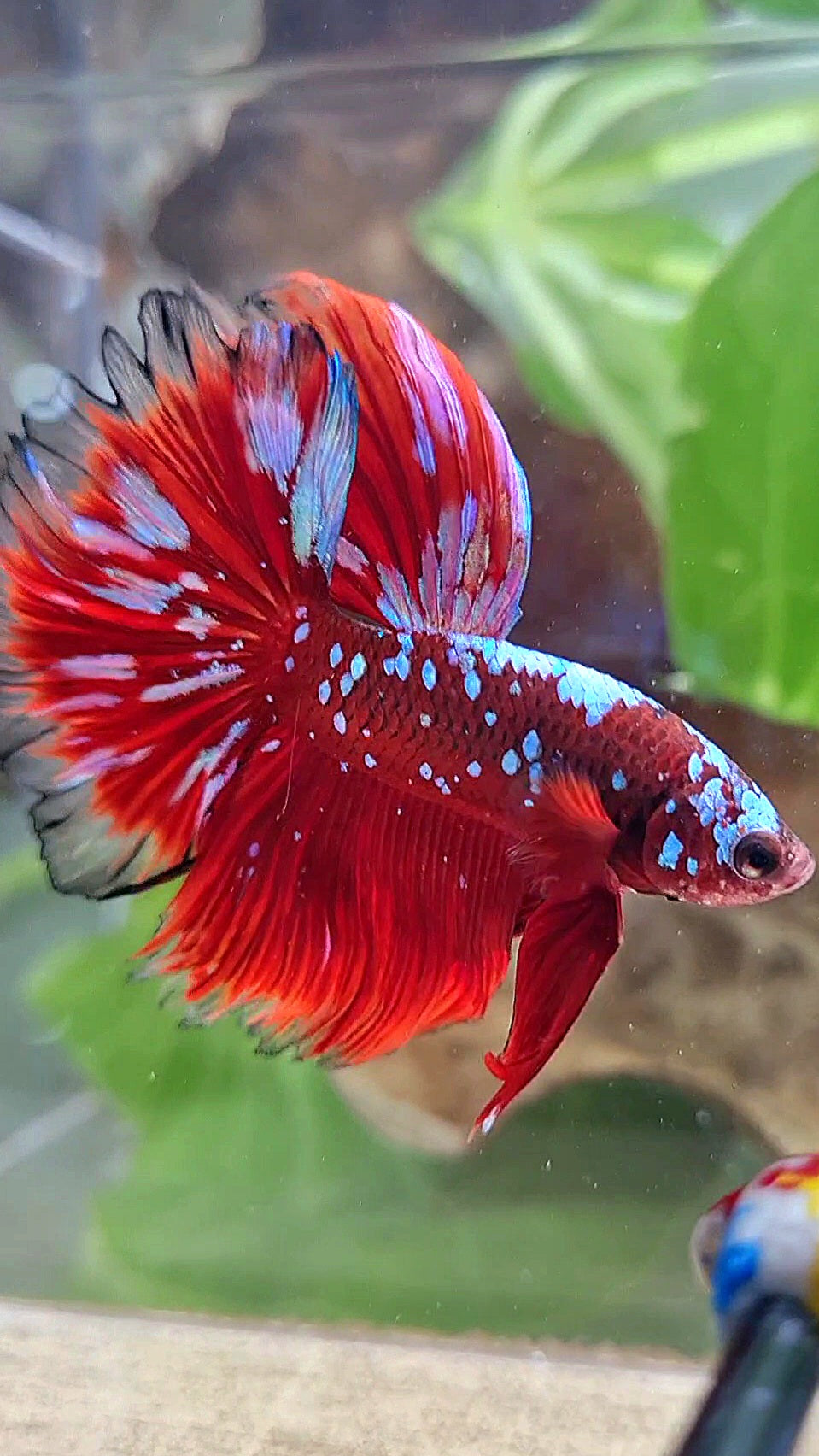 LUXURY HALFMOON ROSETAIL RED PURPLE SUPER GALAXY RPG BETTA FISH