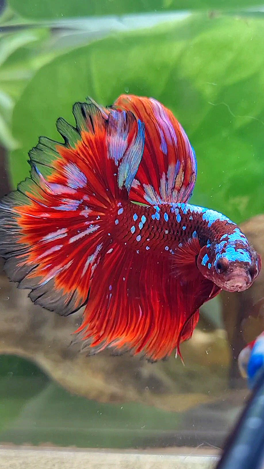 LUXURY HALFMOON ROSETAIL RED PURPLE SUPER GALAXY RPG BETTA FISH