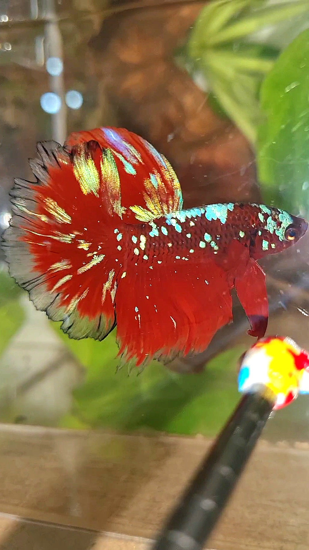 LUXURY HALFMOON ROSETAIL RED PURPLE SUPER GALAXY RPG BETTA FISH