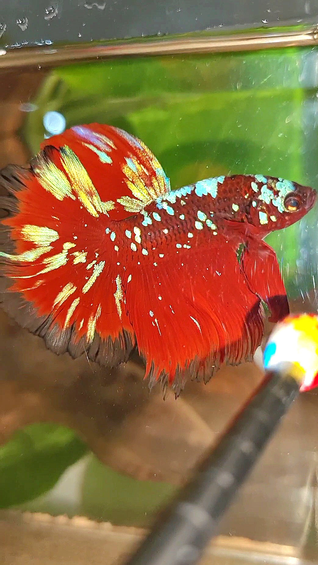 LUXURY HALFMOON ROSETAIL RED PURPLE SUPER GALAXY RPG BETTA FISH
