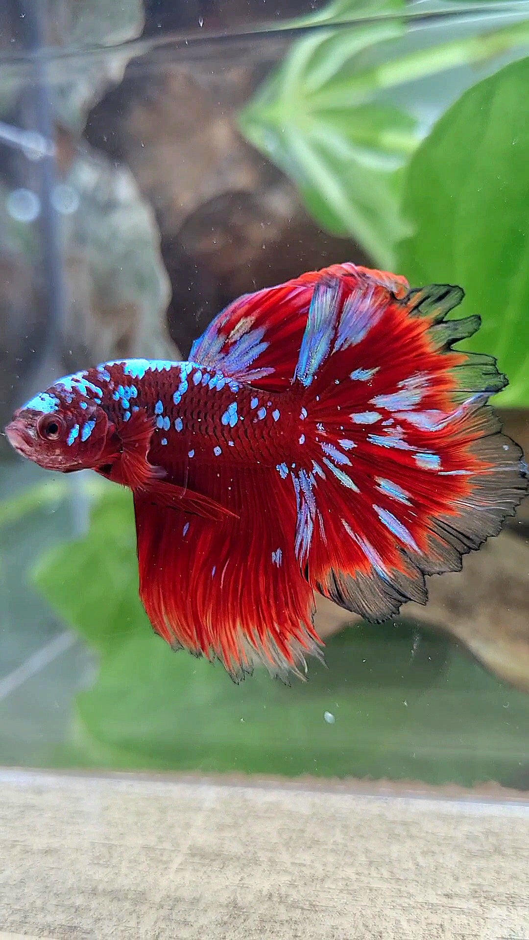 LUXURY HALFMOON ROSETAIL RED PURPLE SUPER GALAXY RPG BETTA FISH