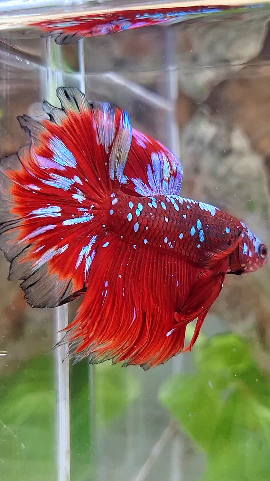 LUXURY HALFMOON ROSETAIL RED PURPLE SUPER GALAXY RPG BETTA FISH