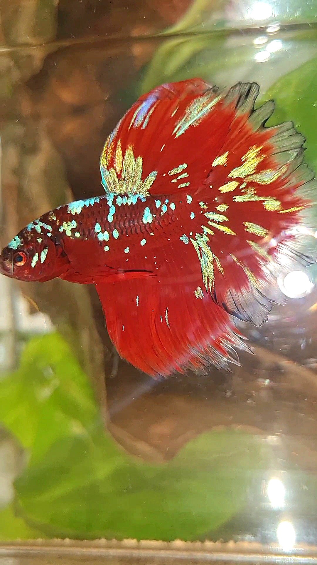 LUXURY HALFMOON ROSETAIL RED PURPLE SUPER GALAXY RPG BETTA FISH