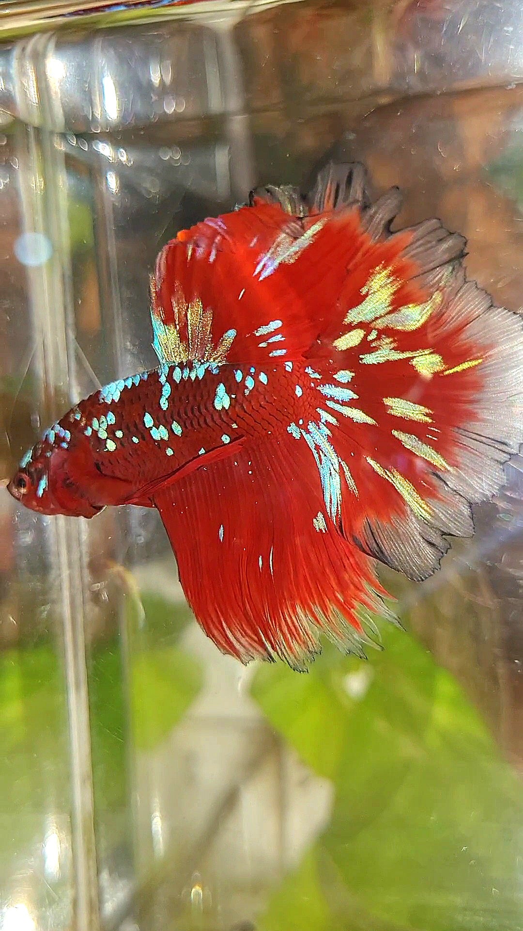 LUXURY HALFMOON ROSETAIL RED PURPLE SUPER GALAXY RPG BETTA FISH