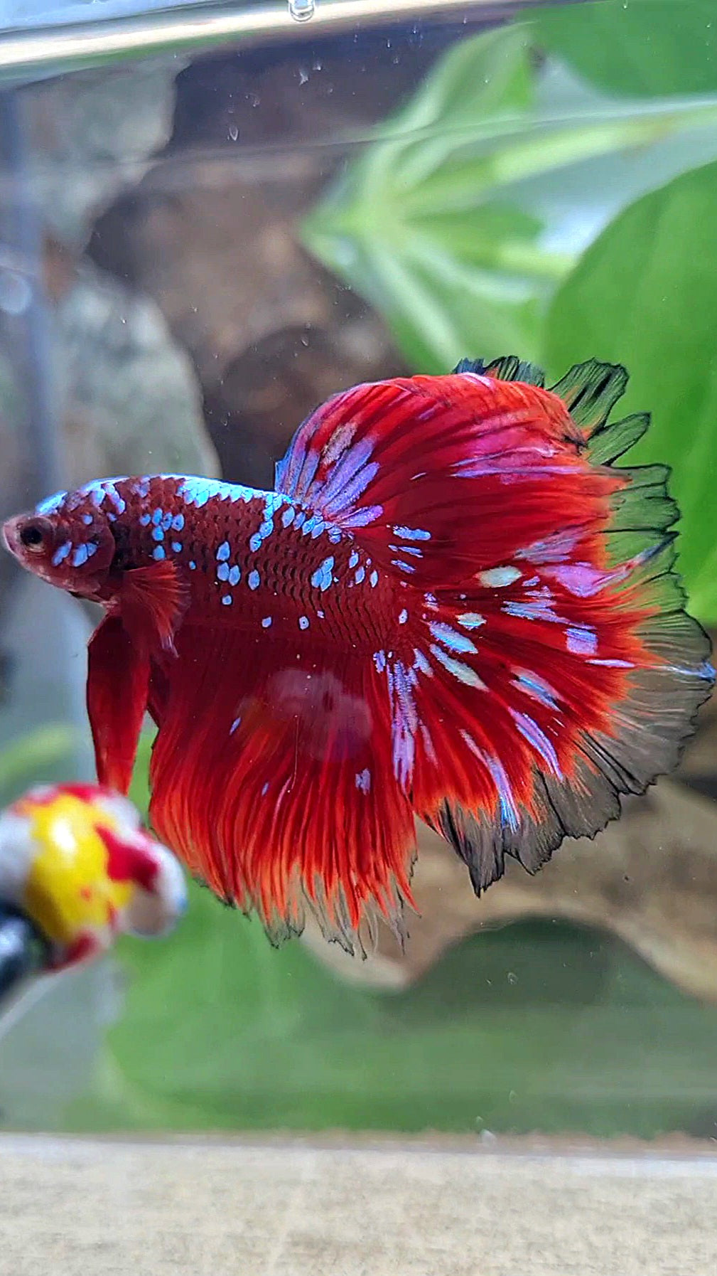 LUXURY HALFMOON ROSETAIL RED PURPLE SUPER GALAXY RPG BETTA FISH