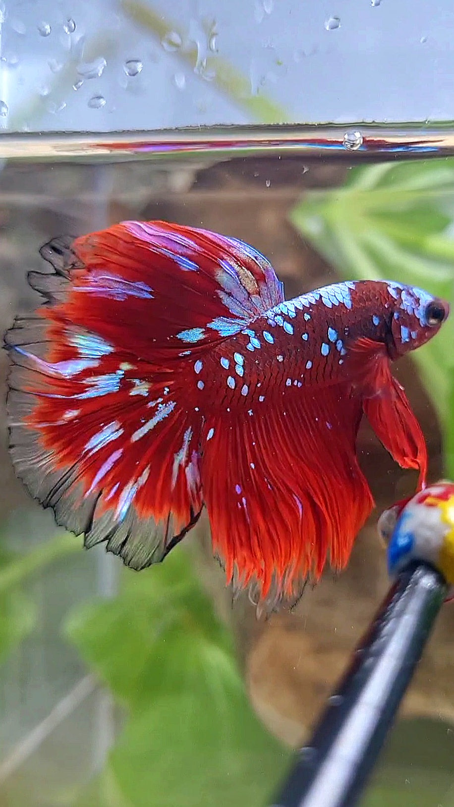 LUXURY HALFMOON ROSETAIL RED PURPLE SUPER GALAXY RPG BETTA FISH