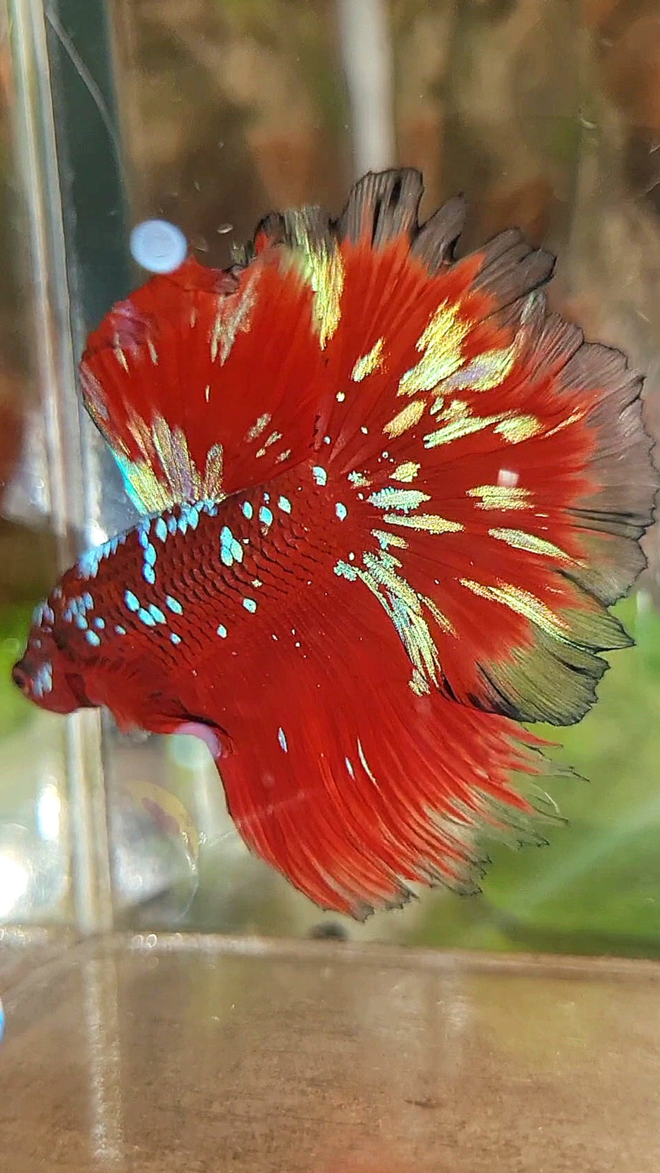 LUXURY HALFMOON ROSETAIL RED PURPLE SUPER GALAXY RPG BETTA FISH
