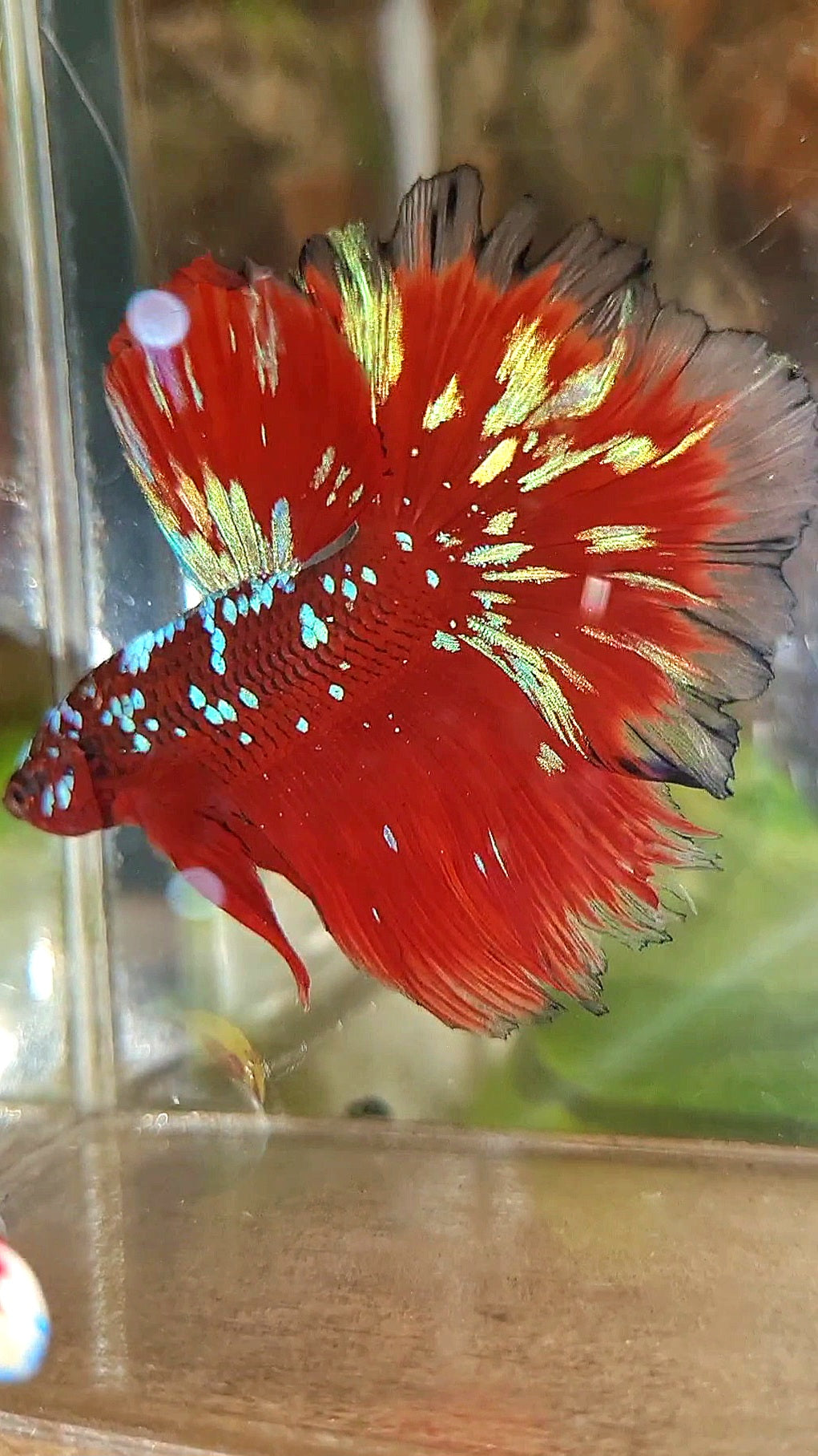 LUXURY HALFMOON ROSETAIL RED PURPLE SUPER GALAXY RPG BETTA FISH