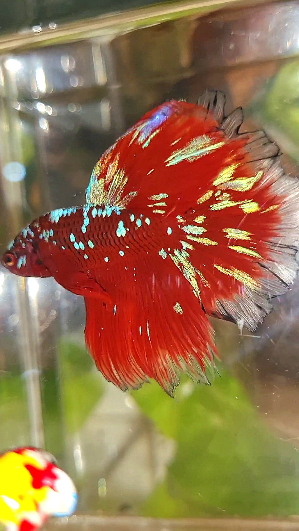 LUXURY HALFMOON ROSETAIL RED PURPLE SUPER GALAXY RPG BETTA FISH
