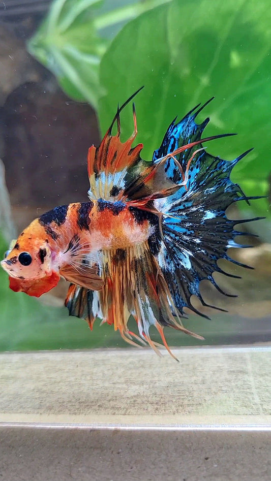 CROWNTAIL SUPER MULTICOLOR ORANGE YELLOW DOTS BETTA FISH