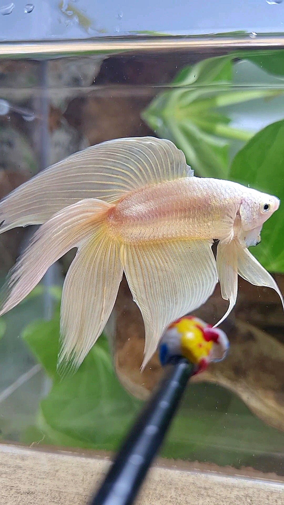 XL VEILTAIL DOUBLE TAIL SOFT GOLD SOLID BETTA FISH