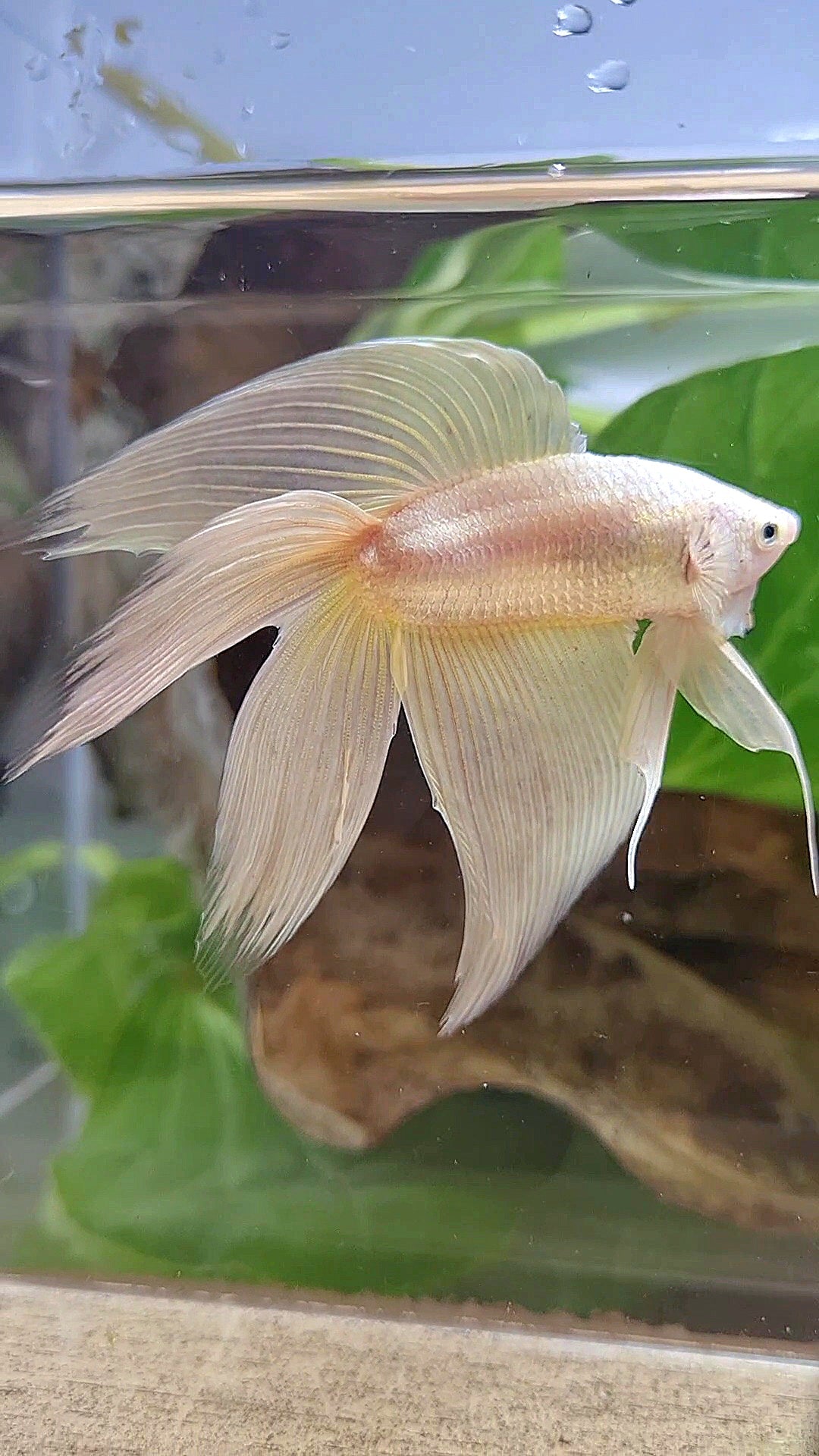 XL VEILTAIL DOUBLE TAIL SOFT GOLD SOLID BETTA FISH