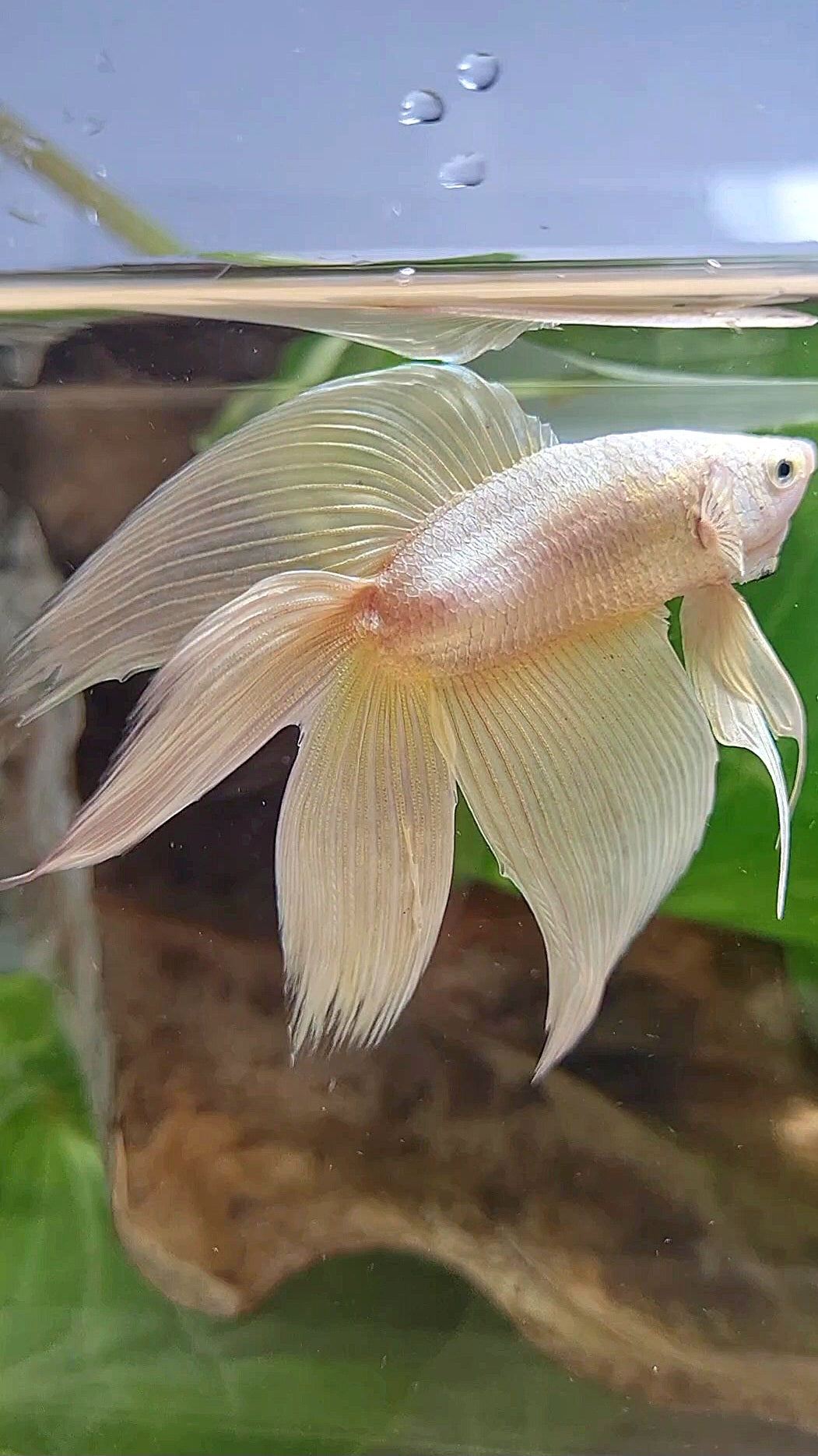 XL VEILTAIL DOUBLE TAIL SOFT GOLD SOLID BETTA FISH