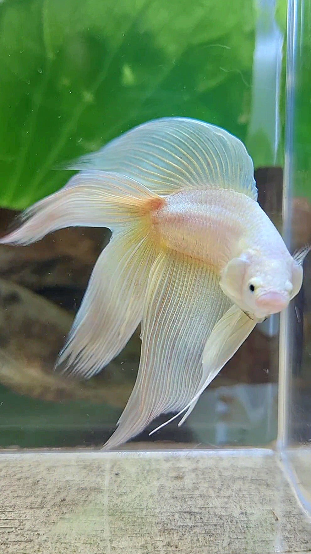 XL VEILTAIL DOUBLE TAIL SOFT GOLD SOLID BETTA FISH