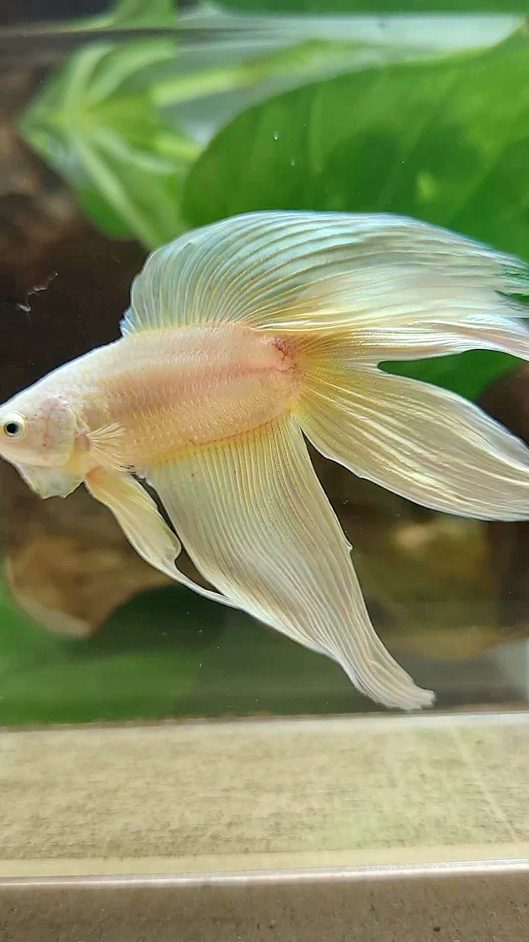 XL VEILTAIL DOUBLE TAIL SOFT GOLD SOLID BETTA FISH