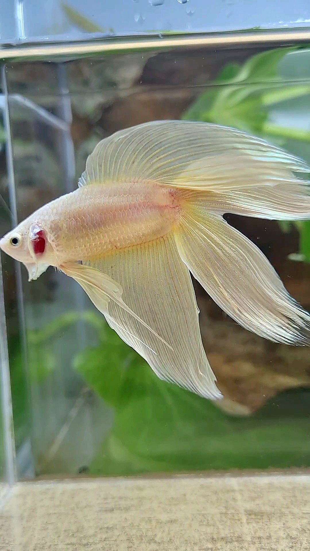 XL VEILTAIL DOUBLE TAIL SOFT GOLD SOLID BETTA FISH