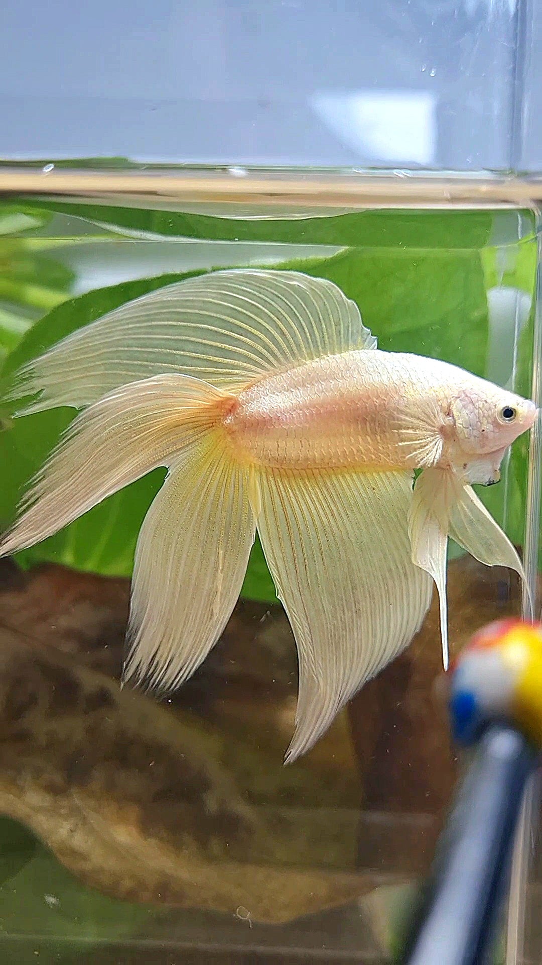 XL VEILTAIL DOUBLE TAIL SOFT GOLD SOLID BETTA FISH