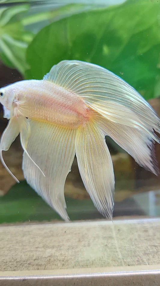 XL VEILTAIL DOUBLE TAIL SOFT GOLD SOLID BETTA FISH