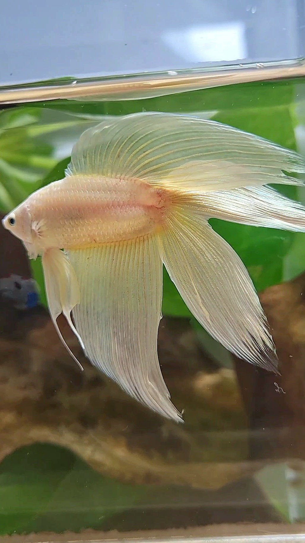 XL VEILTAIL DOUBLE TAIL SOFT GOLD SOLID BETTA FISH