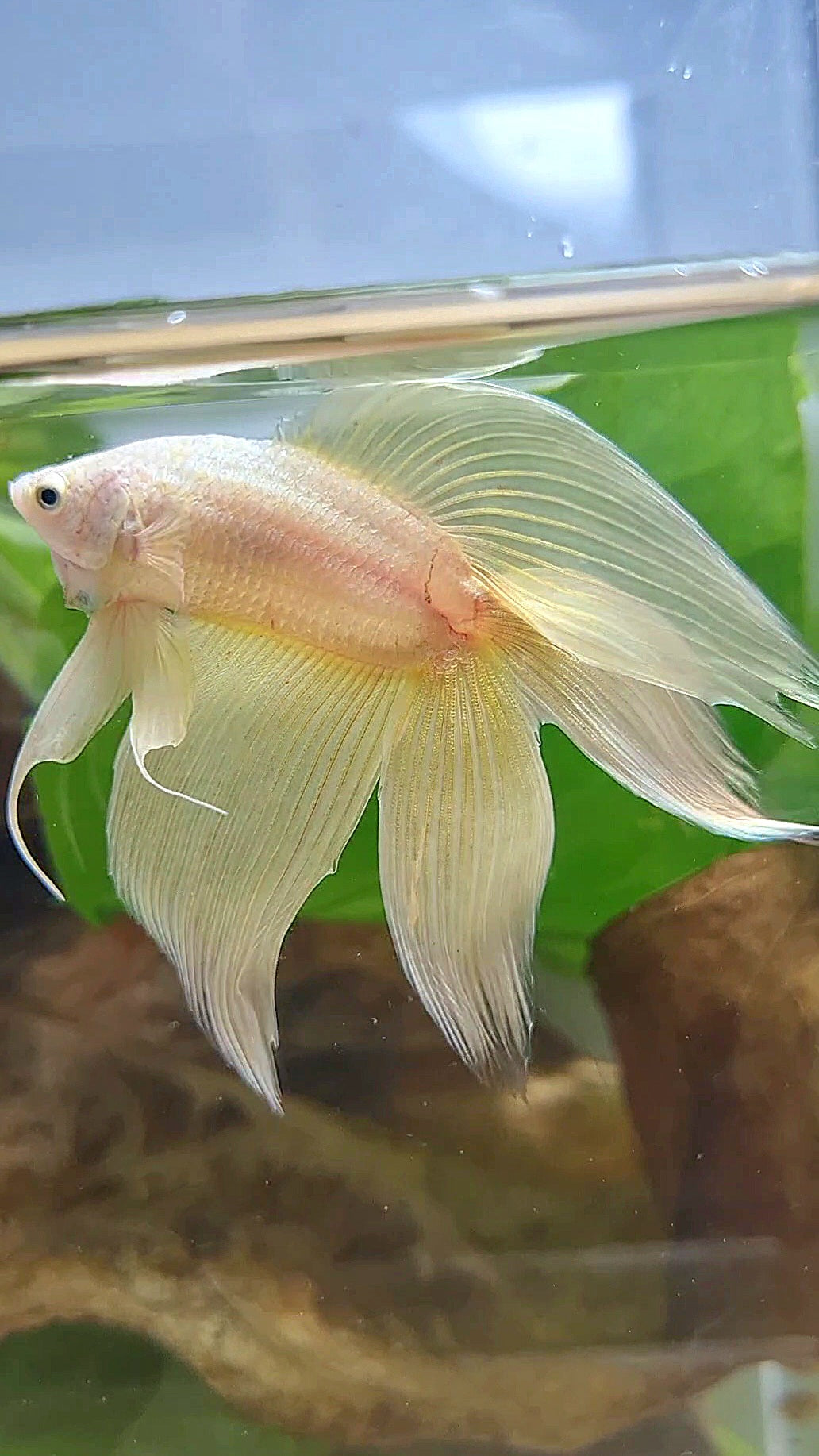 XL VEILTAIL DOUBLE TAIL SOFT GOLD SOLID BETTA FISH