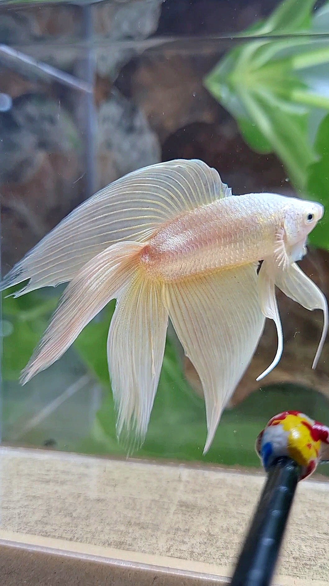 XL VEILTAIL DOUBLE TAIL SOFT GOLD SOLID BETTA FISH