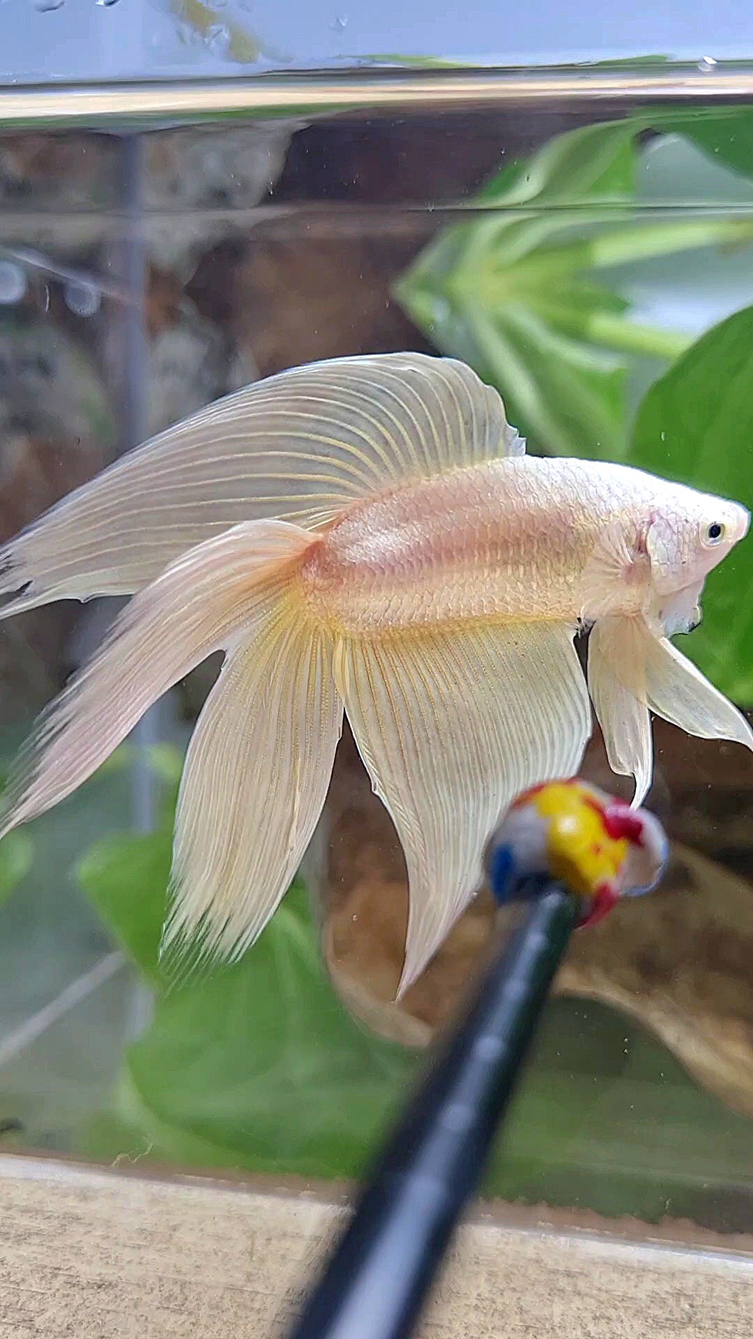 XL VEILTAIL DOUBLE TAIL SOFT GOLD SOLID BETTA FISH