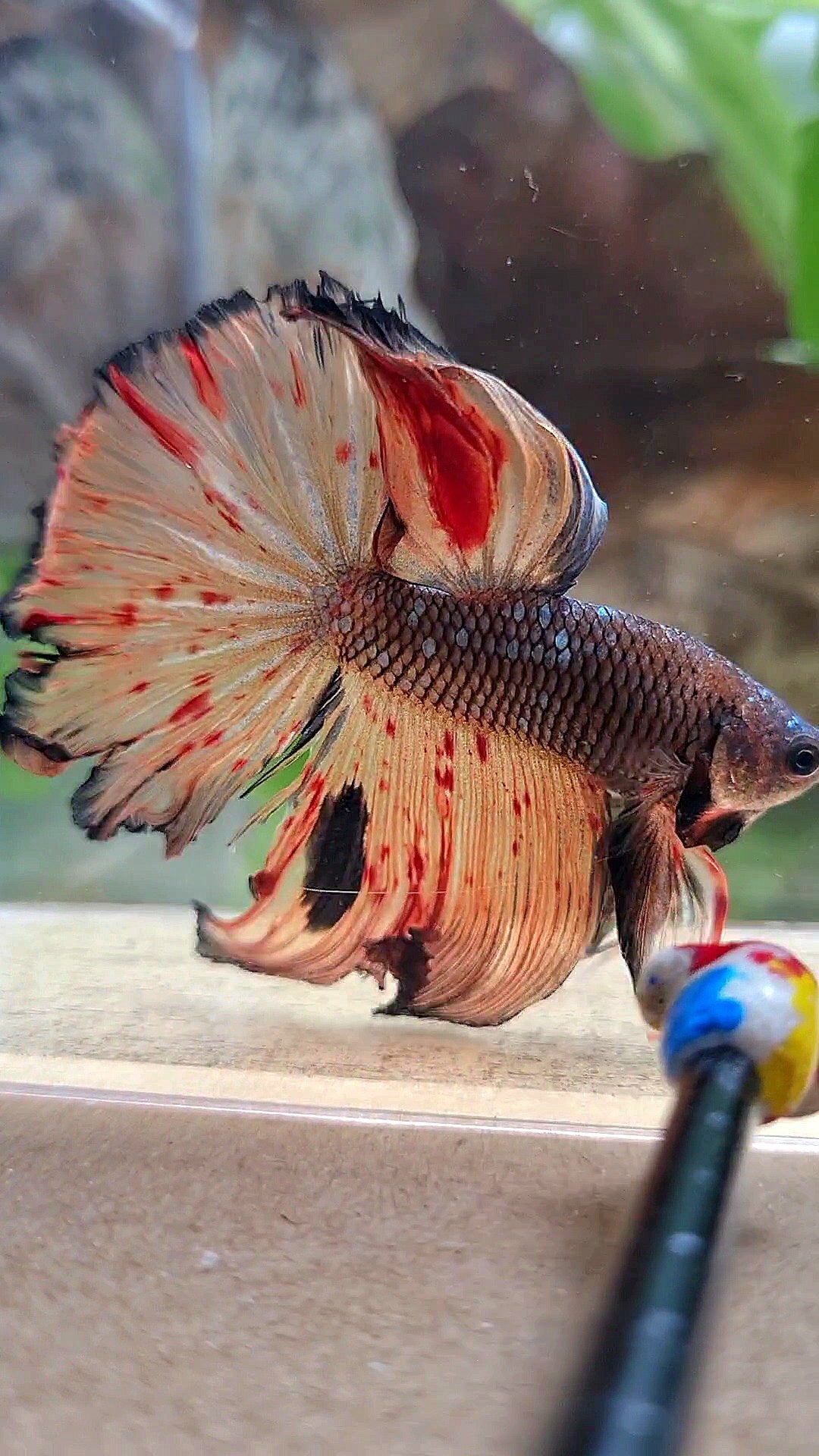 HALFMOON ROSETAIL DARK ARMAGEDDON FIRE BETTA FISH