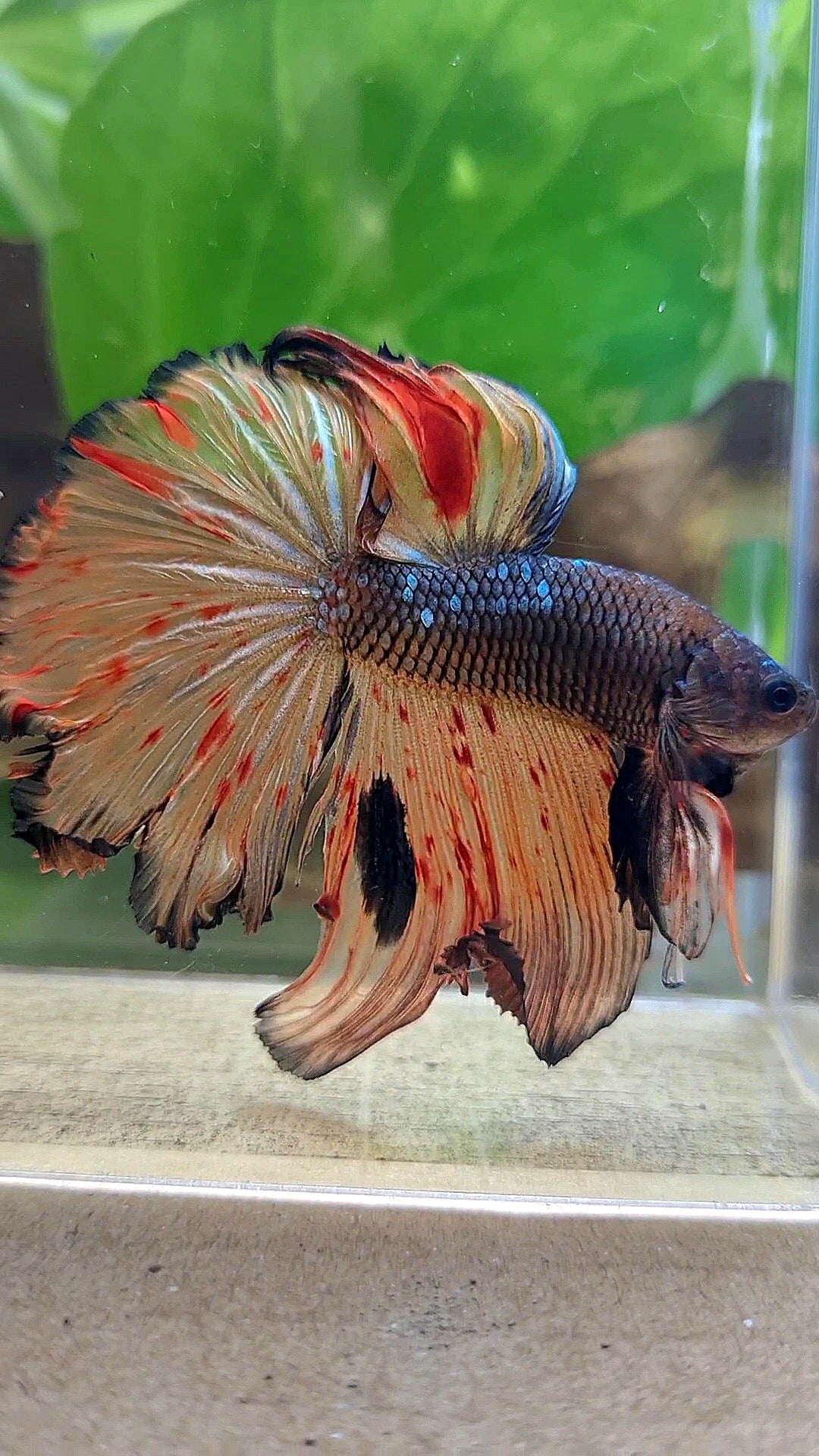 HALFMOON ROSETAIL DARK ARMAGEDDON FIRE BETTA FISH