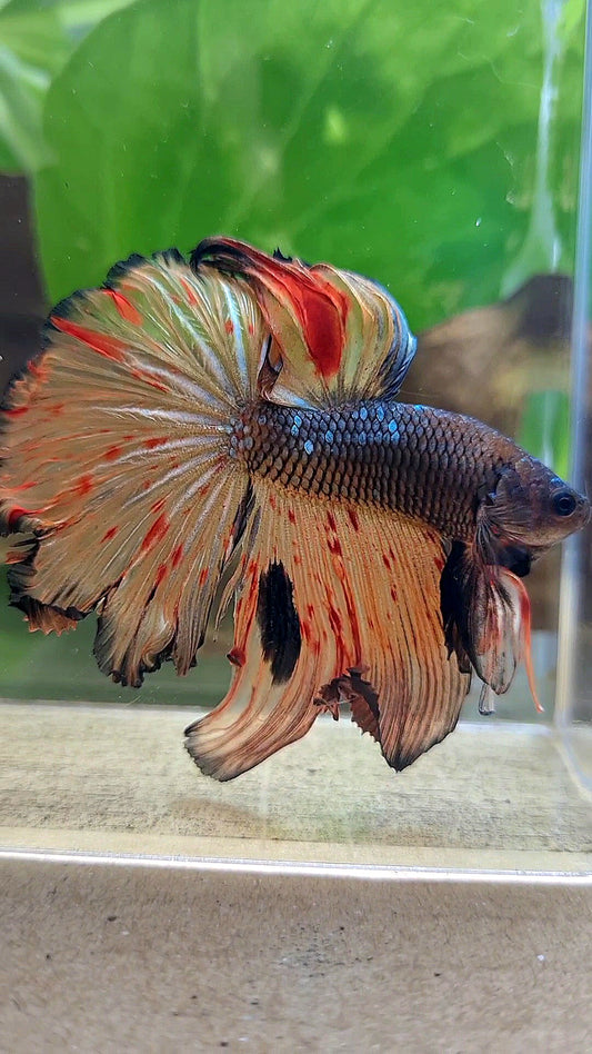 HALFMOON ROSETAIL DARK ARMAGEDDON FIRE BETTA FISH
