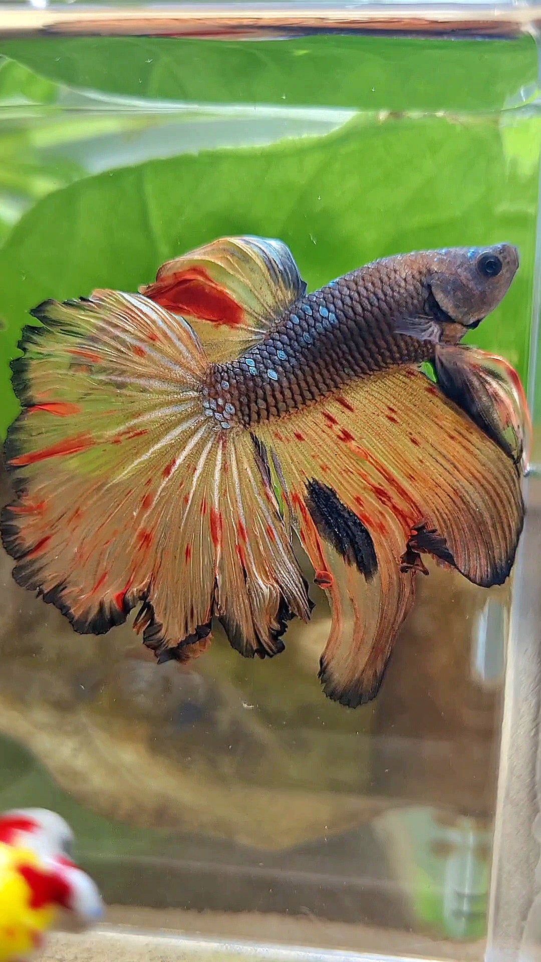 HALFMOON ROSETAIL DARK ARMAGEDDON FIRE BETTA FISH