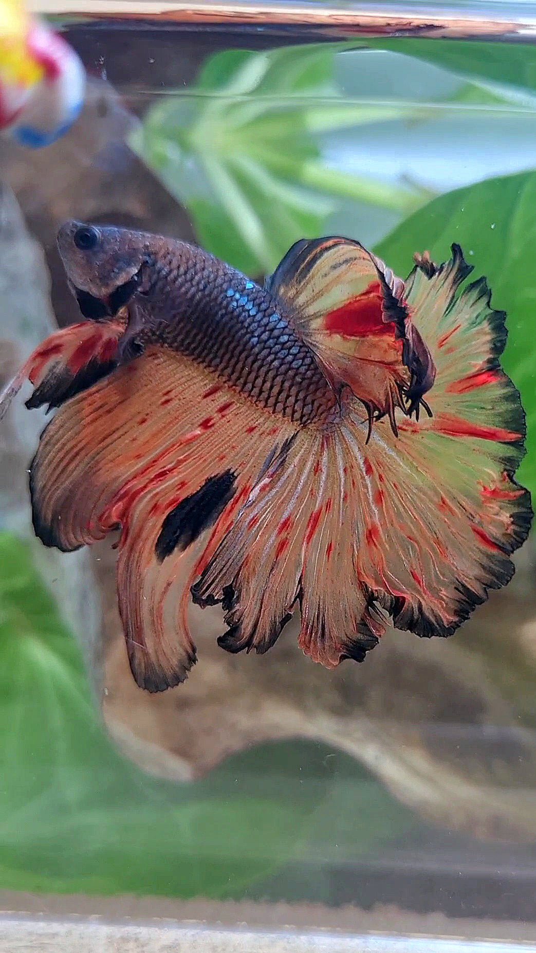 HALFMOON ROSETAIL DARK ARMAGEDDON FIRE BETTA FISH