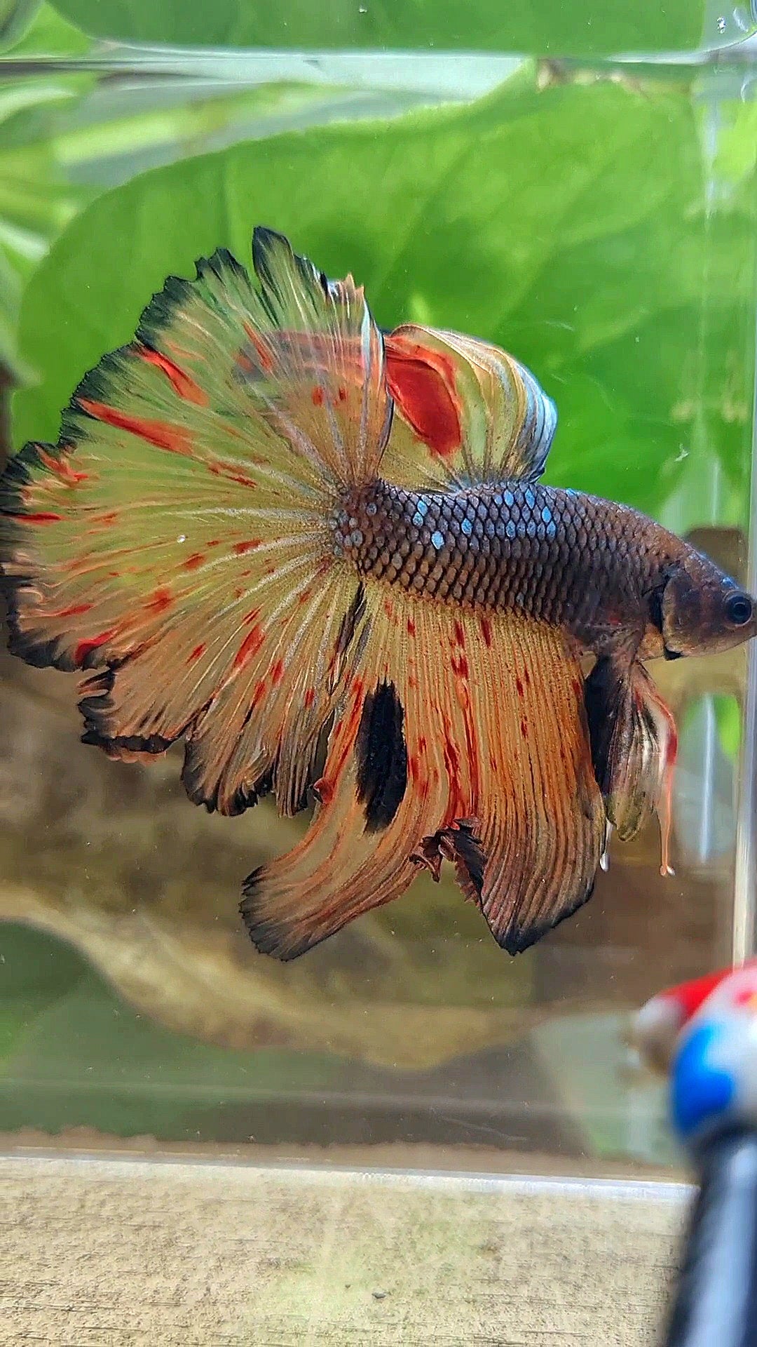 HALFMOON ROSETAIL DARK ARMAGEDDON FIRE BETTA FISH