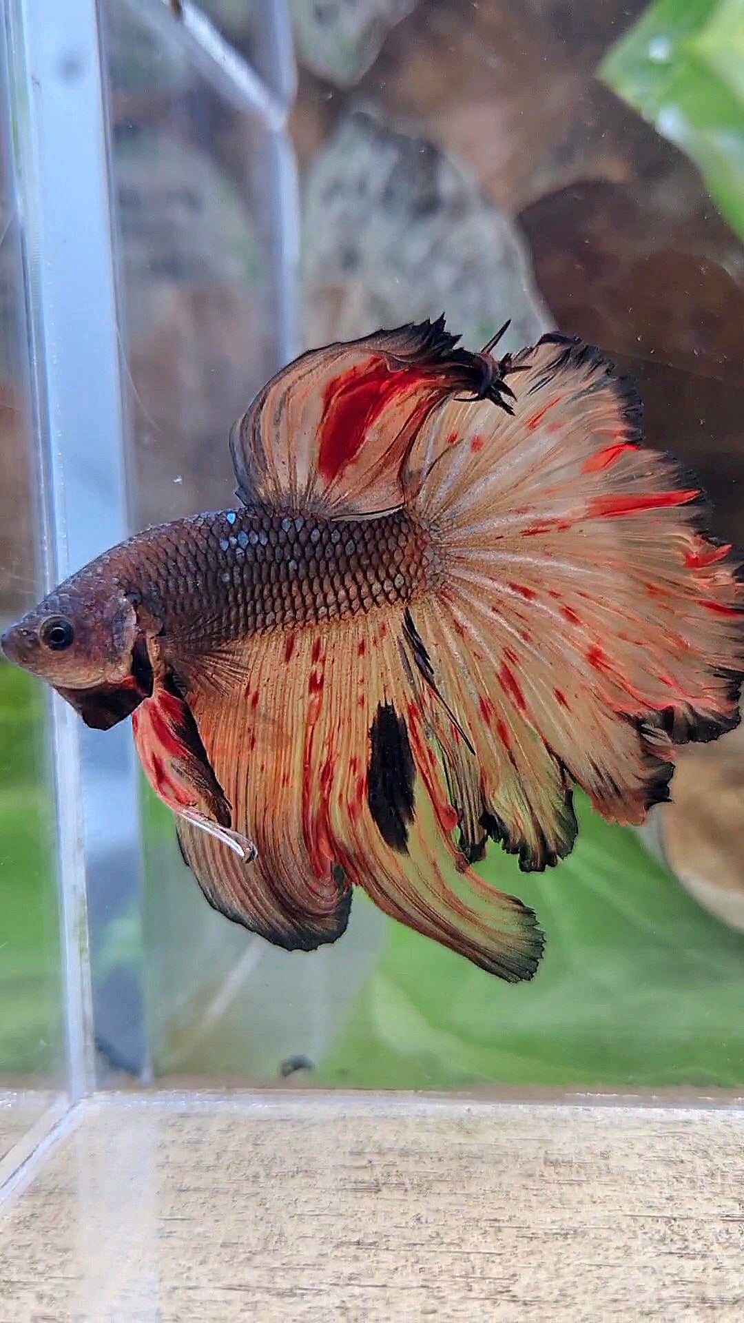 HALFMOON ROSETAIL DARK ARMAGEDDON FIRE BETTA FISH