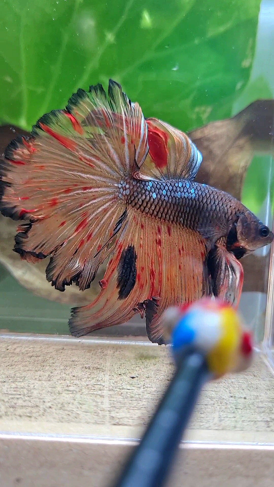 HALFMOON ROSETAIL DARK ARMAGEDDON FIRE BETTA FISH
