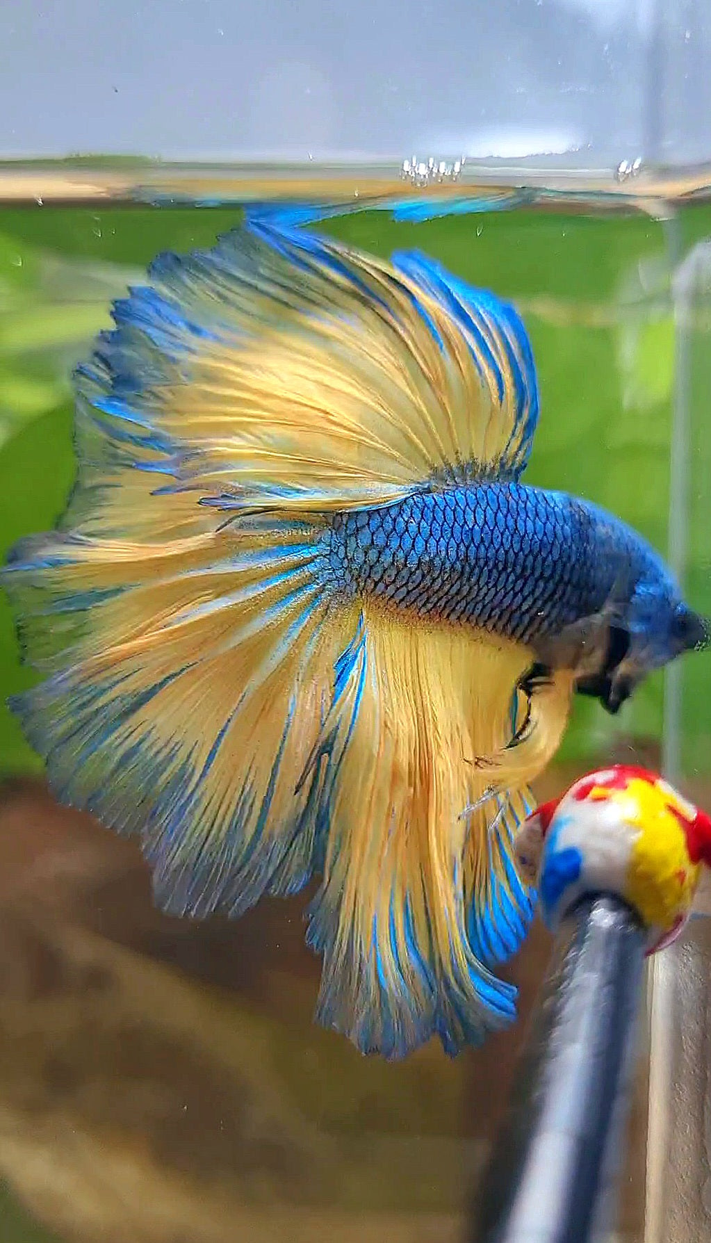 HALFMOON ROSETAIL BLUE YELLOW MUSTARD GAS BETTA FISH