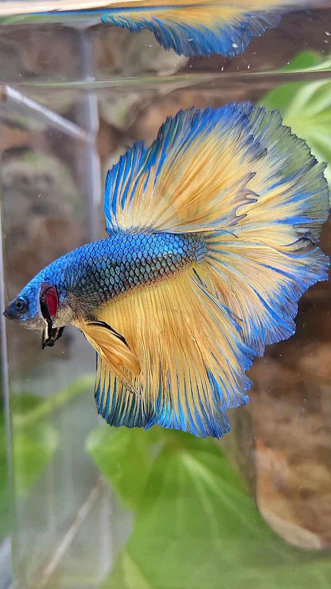 HALFMOON ROSETAIL BLUE YELLOW MUSTARD GAS BETTA FISH