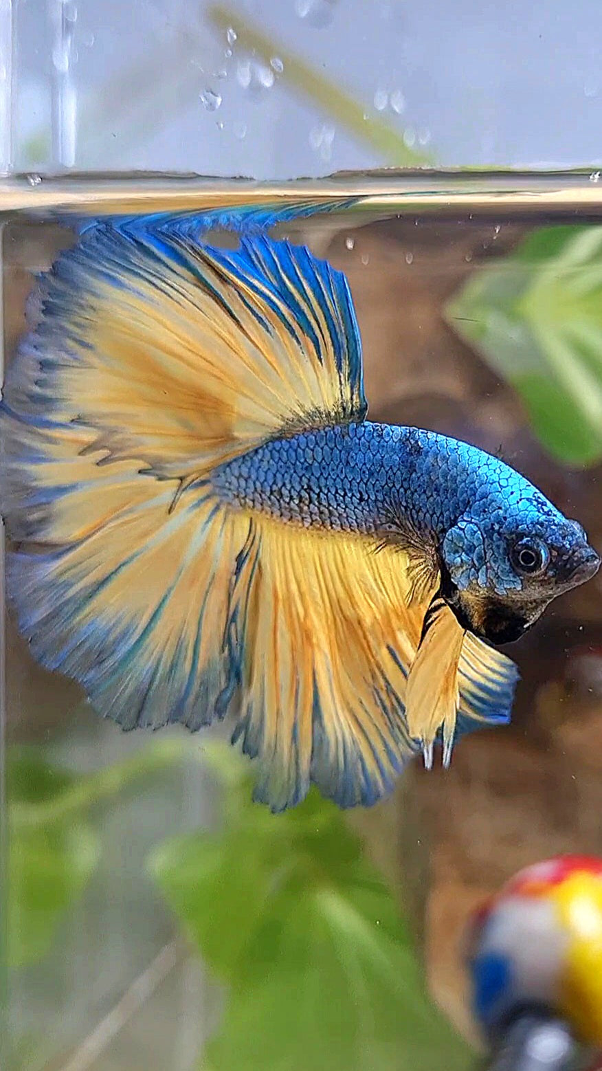 HALFMOON ROSETAIL BLUE YELLOW MUSTARD GAS BETTA FISH