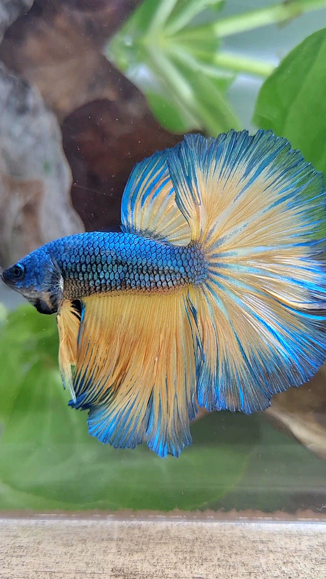 HALFMOON ROSETAIL BLUE YELLOW MUSTARD GAS BETTA FISH
