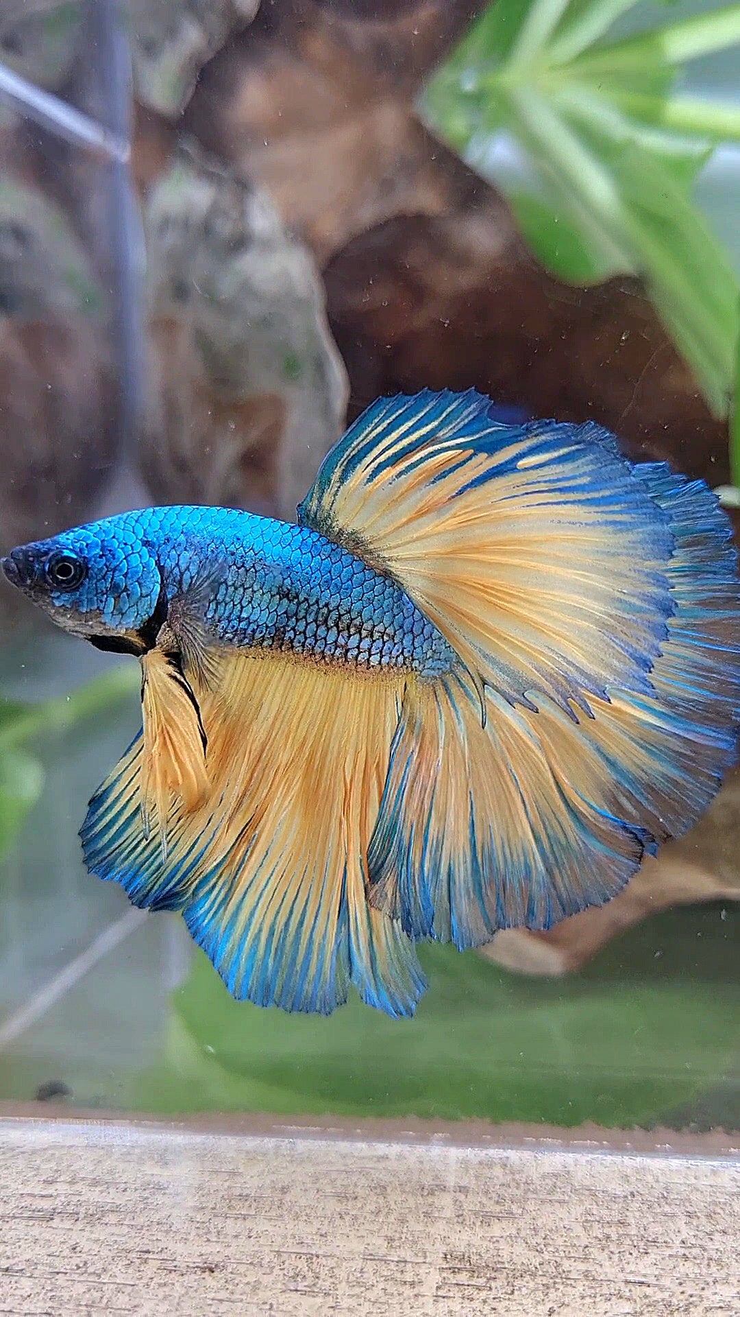 HALFMOON ROSETAIL BLUE YELLOW MUSTARD GAS BETTA FISH