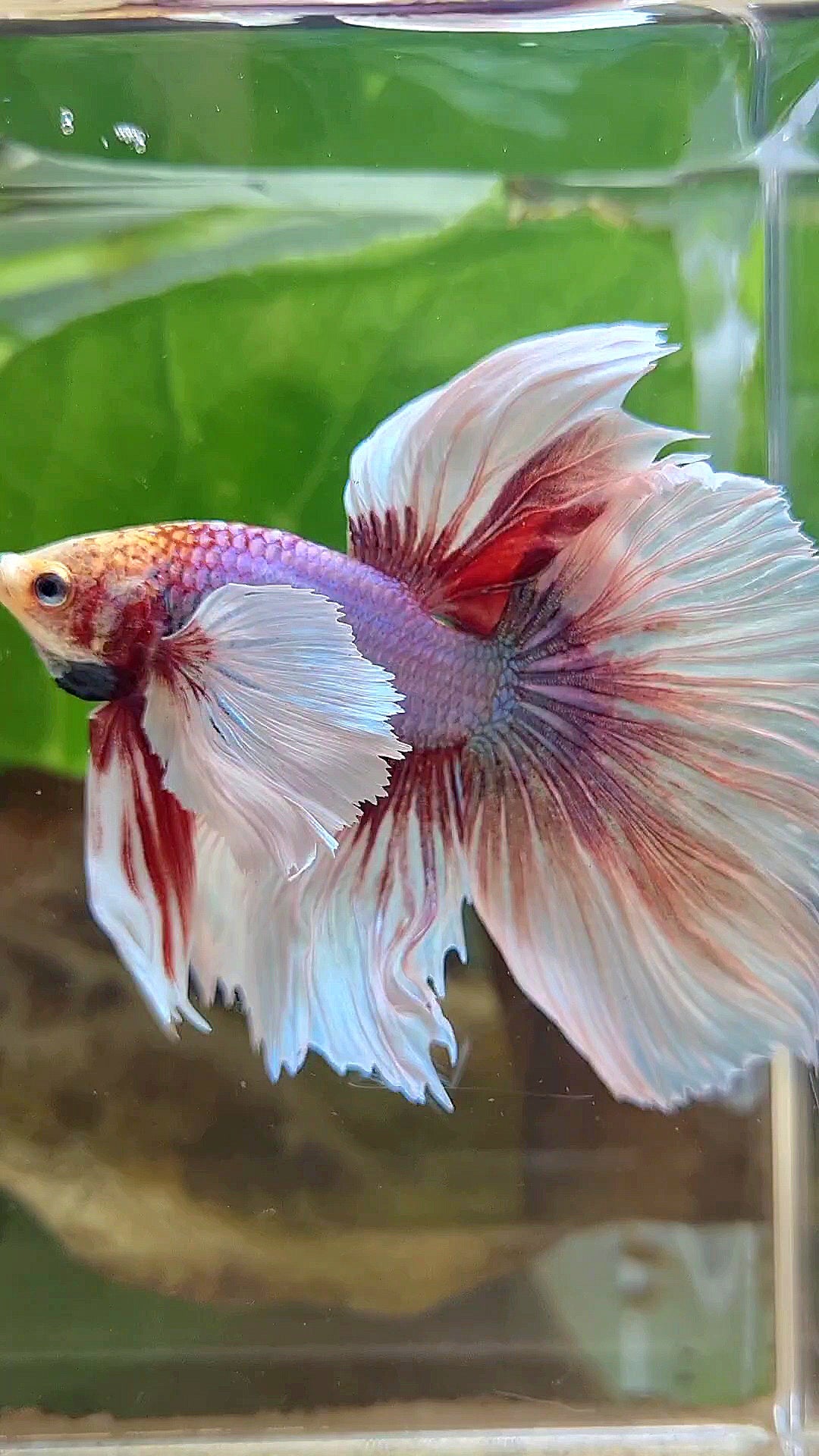 HALFMOON SUPER DUMBO EAR ROSETAIL WHITE LAVENDER BETTA FISH