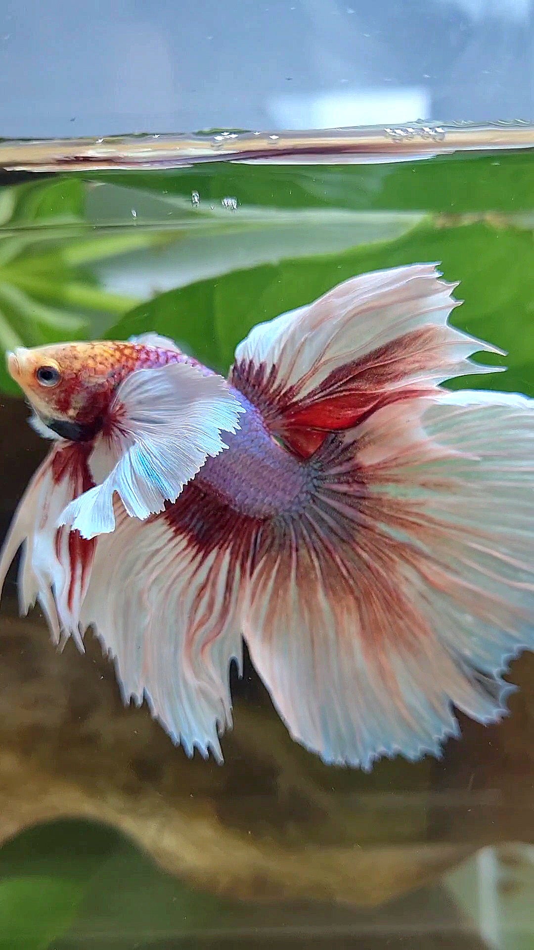 HALFMOON SUPER DUMBO EAR ROSETAIL WHITE LAVENDER BETTA FISH