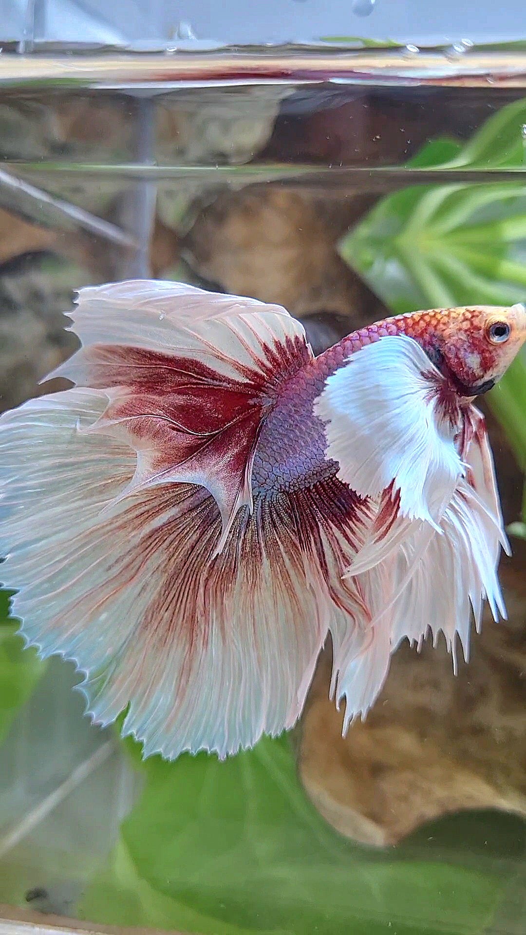 HALFMOON SUPER DUMBO EAR ROSETAIL WHITE LAVENDER BETTA FISH